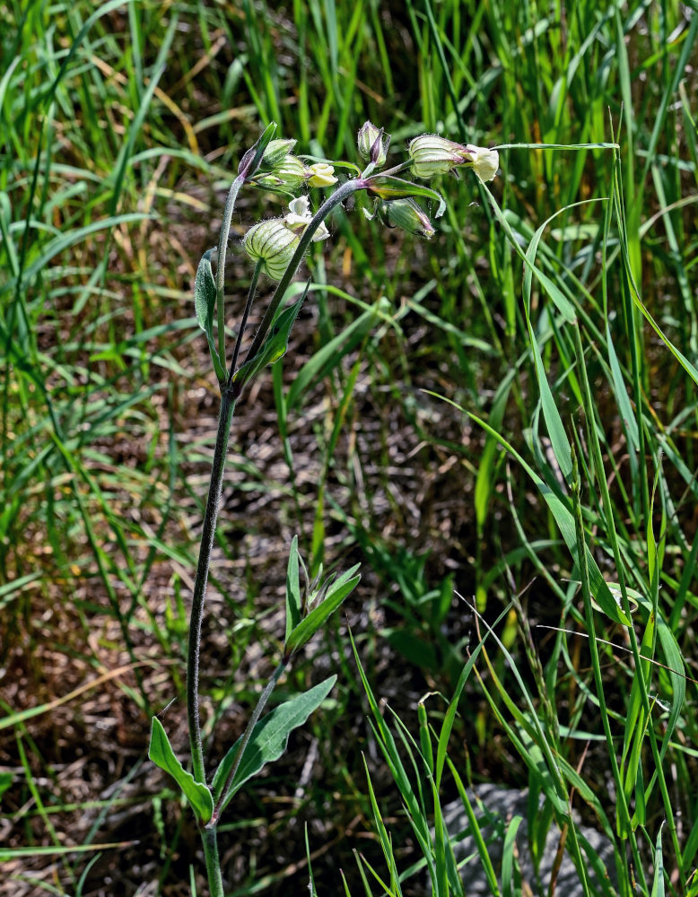 Image of Melandrium latifolium specimen.