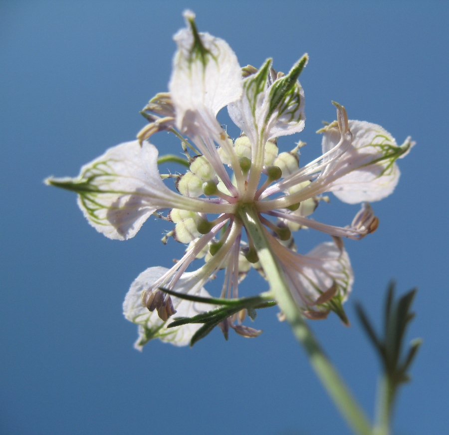 Image of Nigella arvensis specimen.