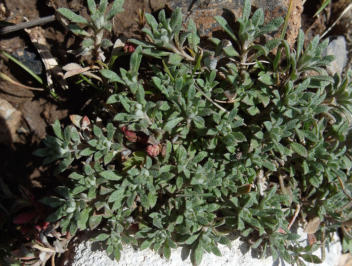 Изображение особи Alyssum turkestanicum var. desertorum.