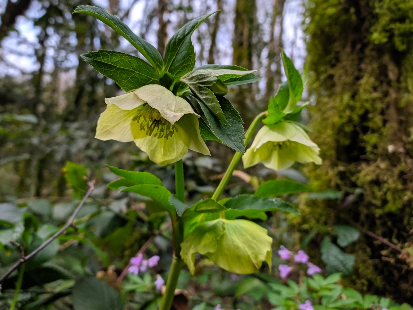 Image of Helleborus caucasicus specimen.