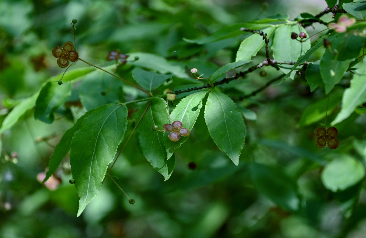 Изображение особи Euonymus verrucosus.