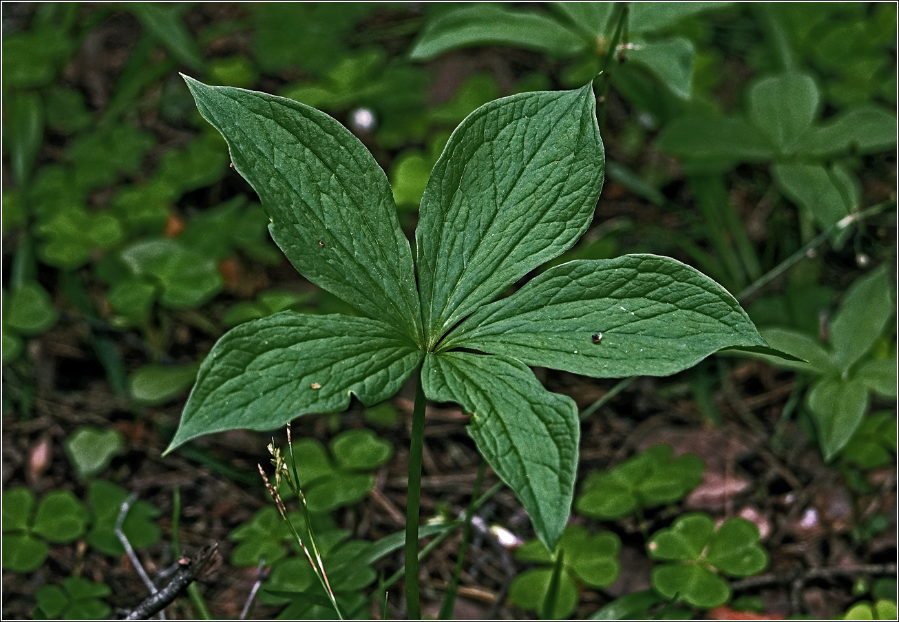 Image of Paris quadrifolia specimen.