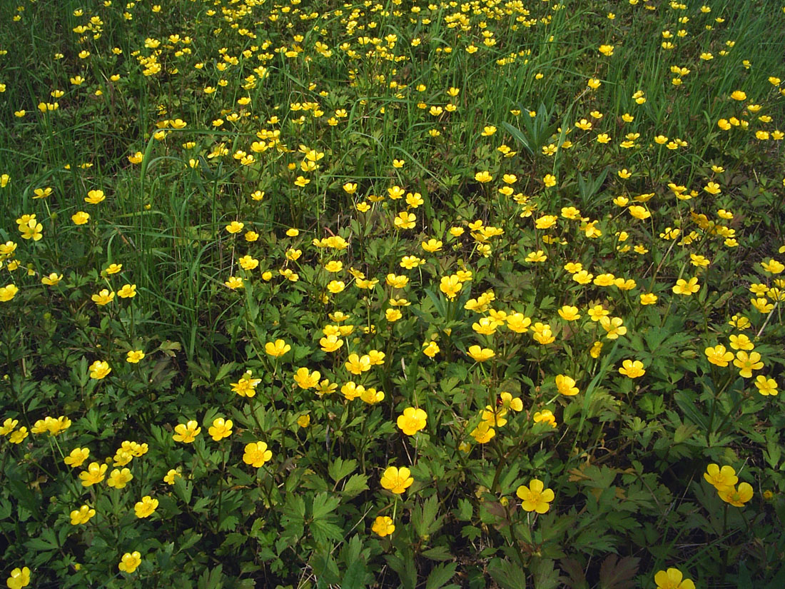 Image of Ranunculus repens specimen.