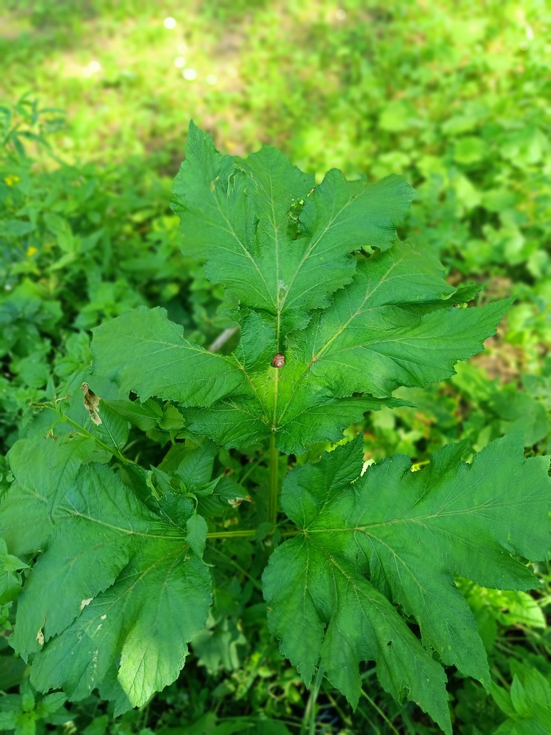 Изображение особи Heracleum sibiricum.