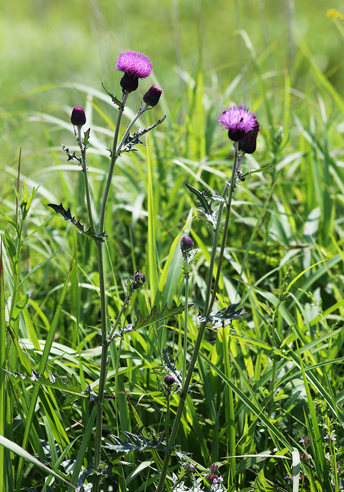 Image of Cirsium maackii specimen.