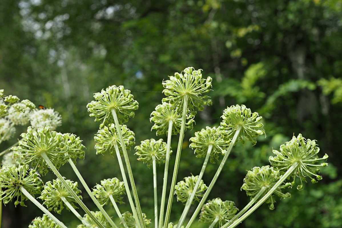 Изображение особи Angelica sylvestris.