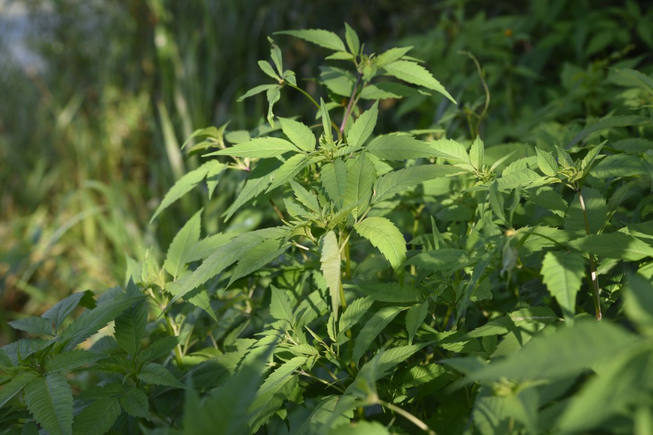 Image of Bidens frondosa specimen.