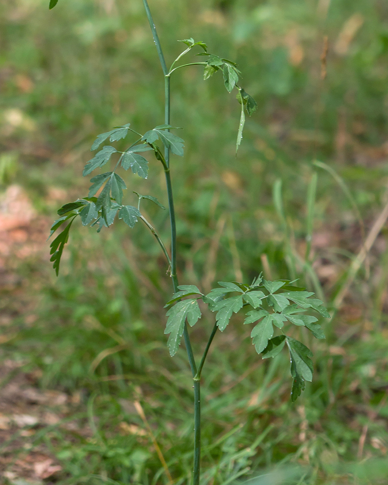 Image of Cervaria caucasica specimen.