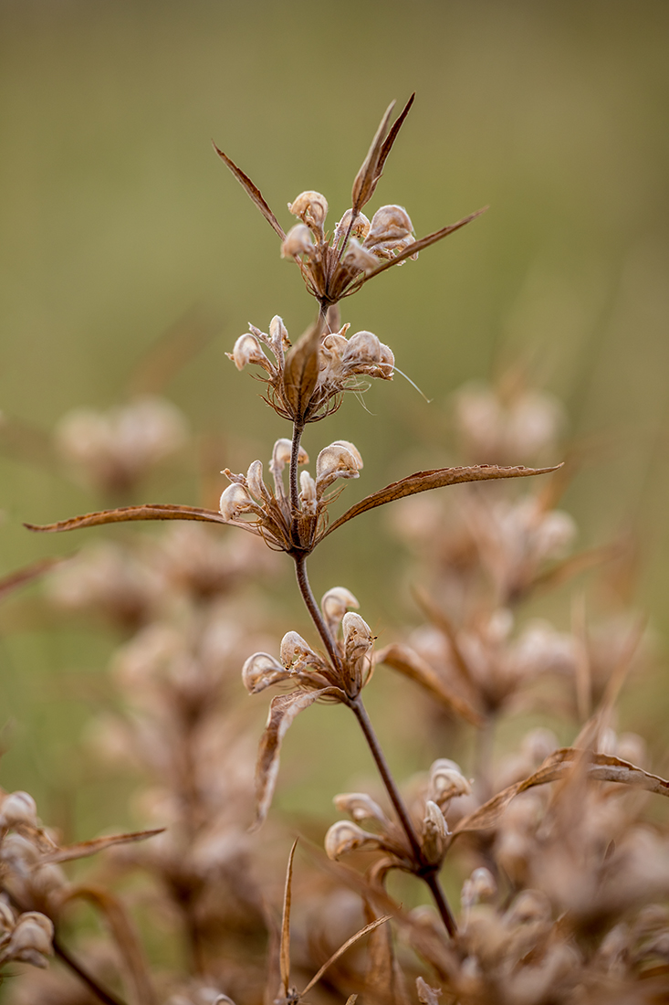 Image of Phlomis pungens specimen.