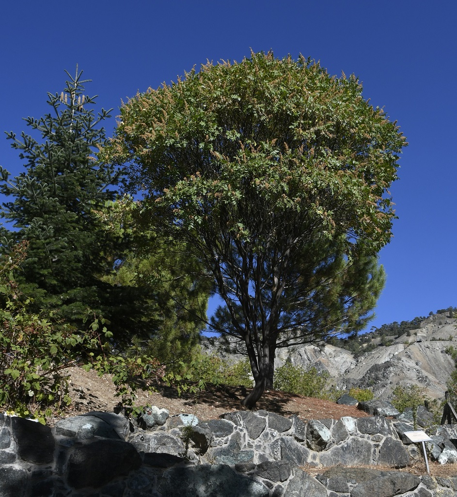 Image of Rhus coriaria specimen.