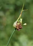 Allium oleraceum