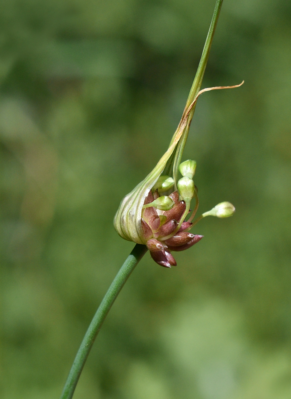 Изображение особи Allium oleraceum.