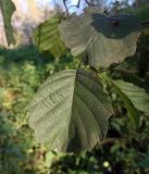 Alnus glutinosa