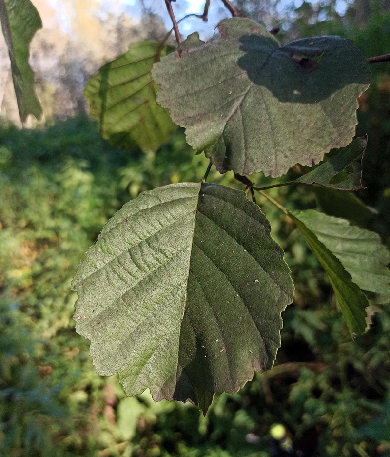 Изображение особи Alnus glutinosa.