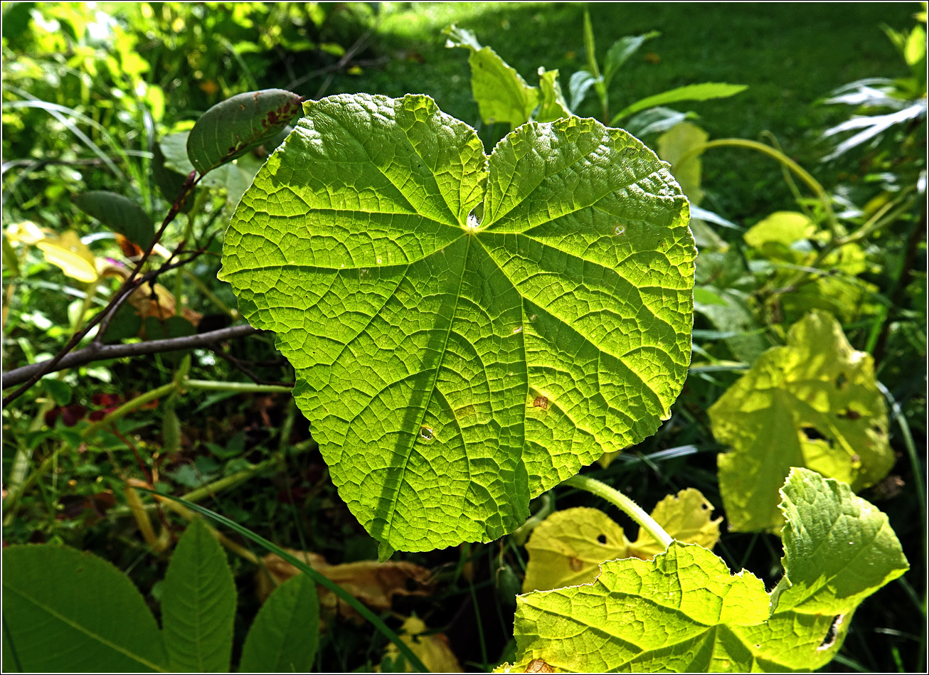 Изображение особи Cucumis sativus.