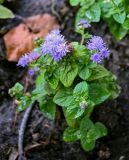 Ageratum houstonianum. Цветущее растение. Вологодская обл., г. Вологда, в культуре. 13.07.2024.