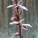 Berberis vulgaris. Часть побега с сохранившейся листвой в инее. Ульяновск, Заволжский р-н, Парк им. 40-летия ВЛКСМ. 28.11.2024.