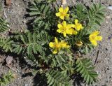 Potentilla anserina