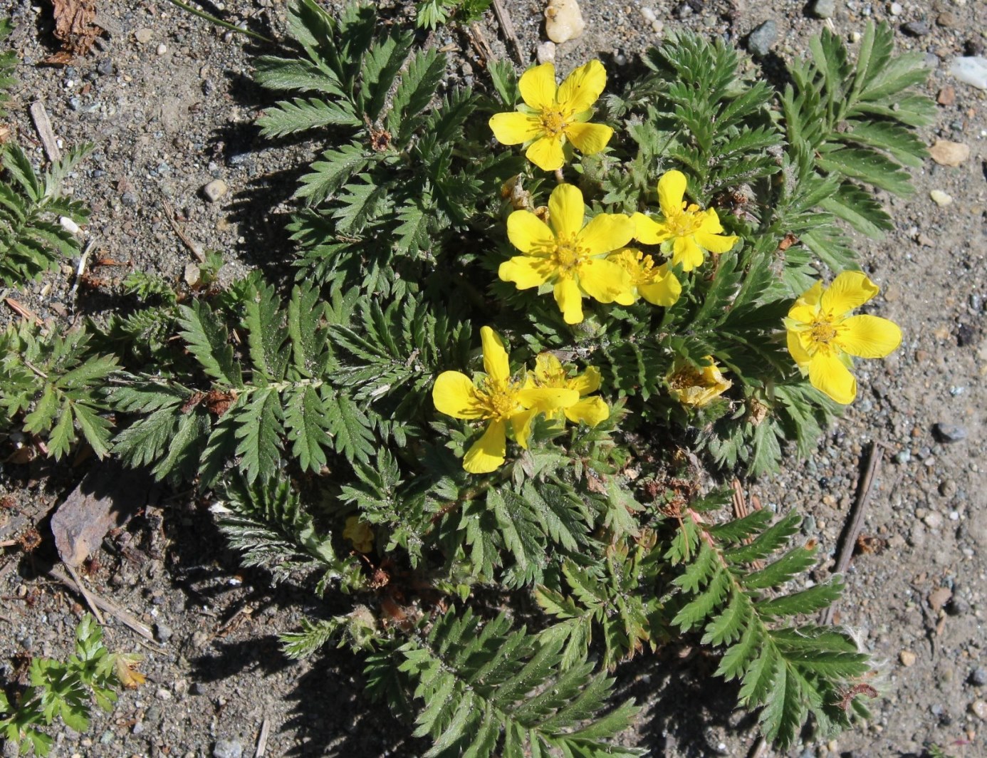 Image of Potentilla anserina specimen.