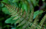 Dryopteris carthusiana. Верхушка вайи с сорусами (вид на абаксиальную поверхность). Московская обл., Дмитровский гор. округ, окр. оз. Свиное, смешанный лес. 21.07.2024.