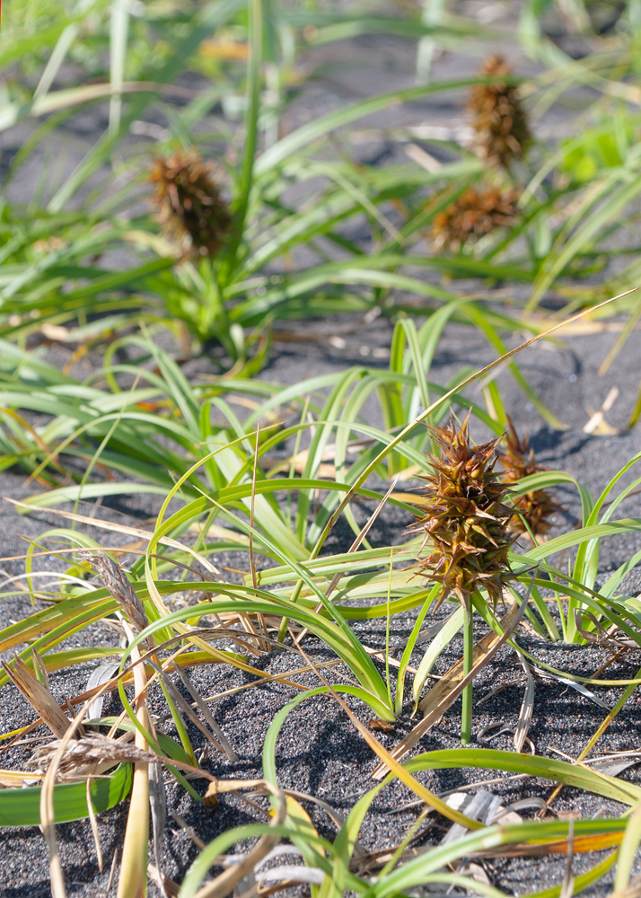 Image of Carex macrocephala specimen.