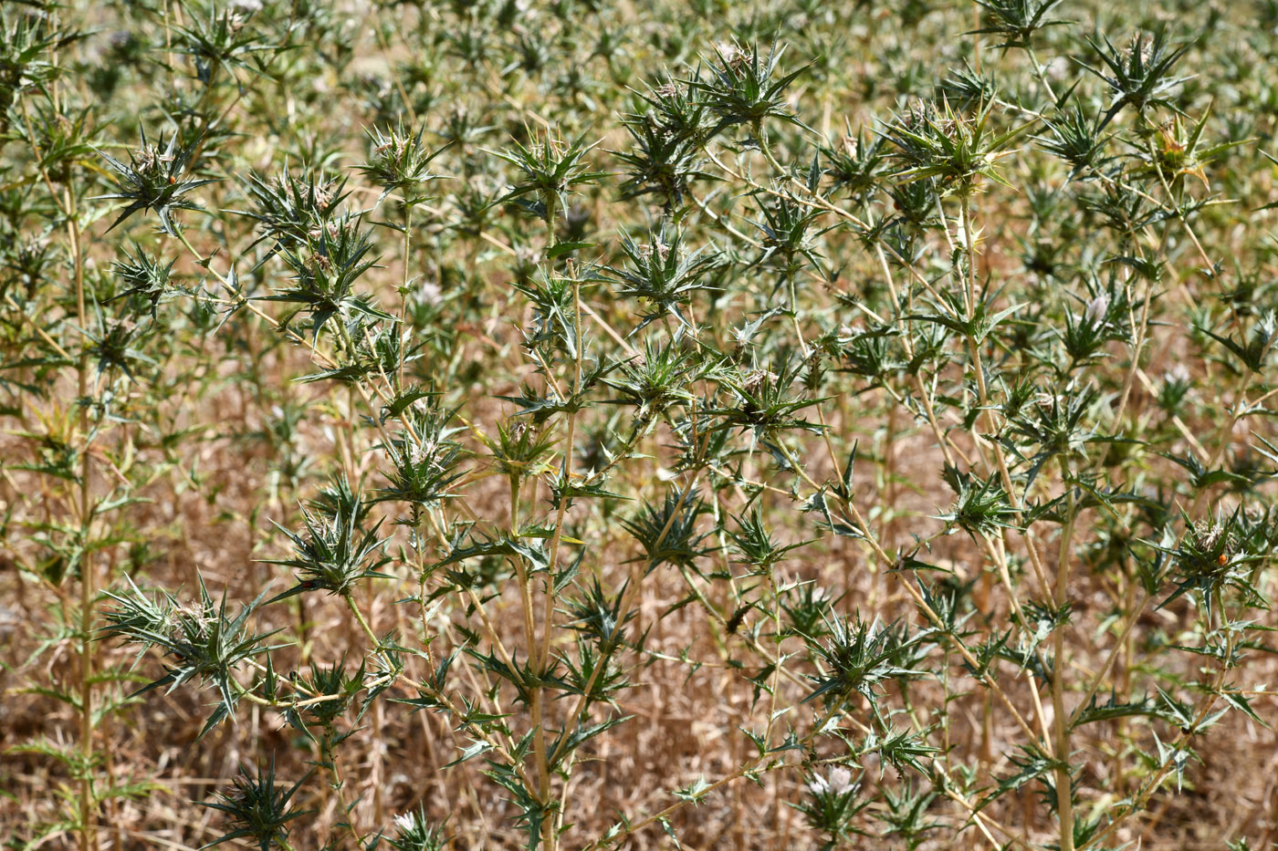 Изображение особи Carthamus lanatus.