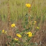 Lotus corniculatus. Верхняя часть цветущего и плодоносящего растения. Ульяновская обл., Мелекесский р-н, окр. с. Лебяжье, обочина просёлочной дороги. 12.08.2023.