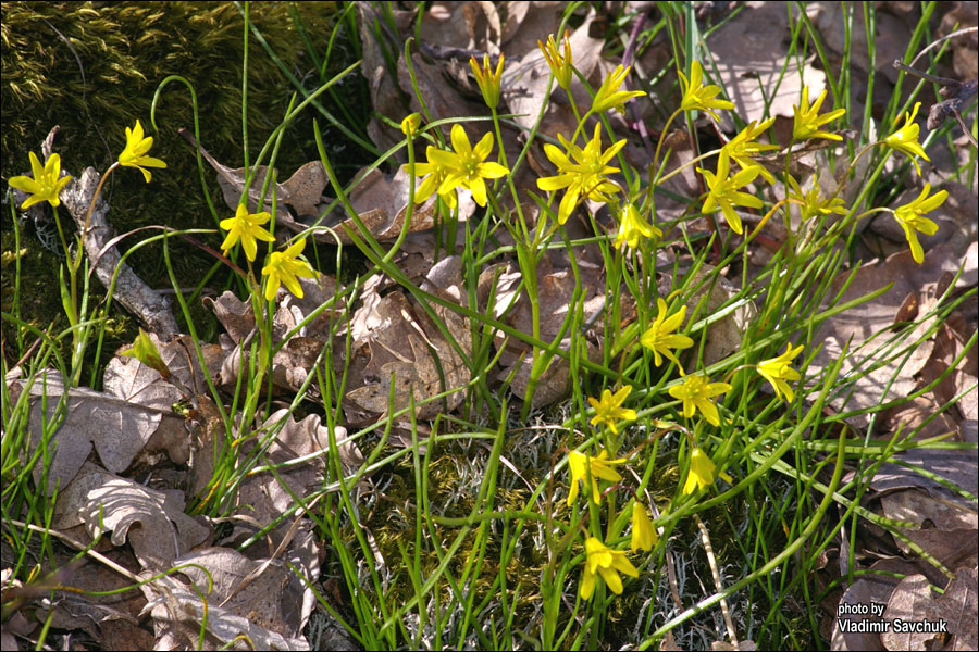 Image of Gagea chrysantha specimen.