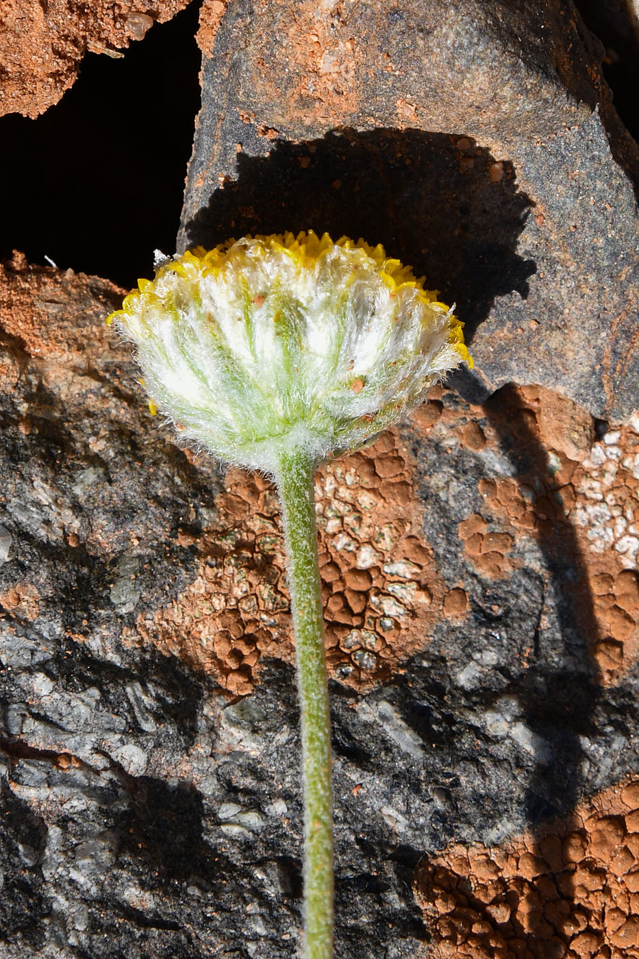 Image of Cancriniella krascheninnikovii specimen.