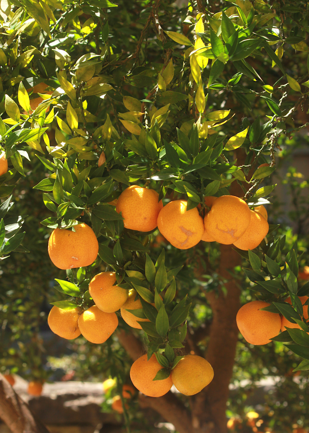 Image of Citrus myrtifolia specimen.