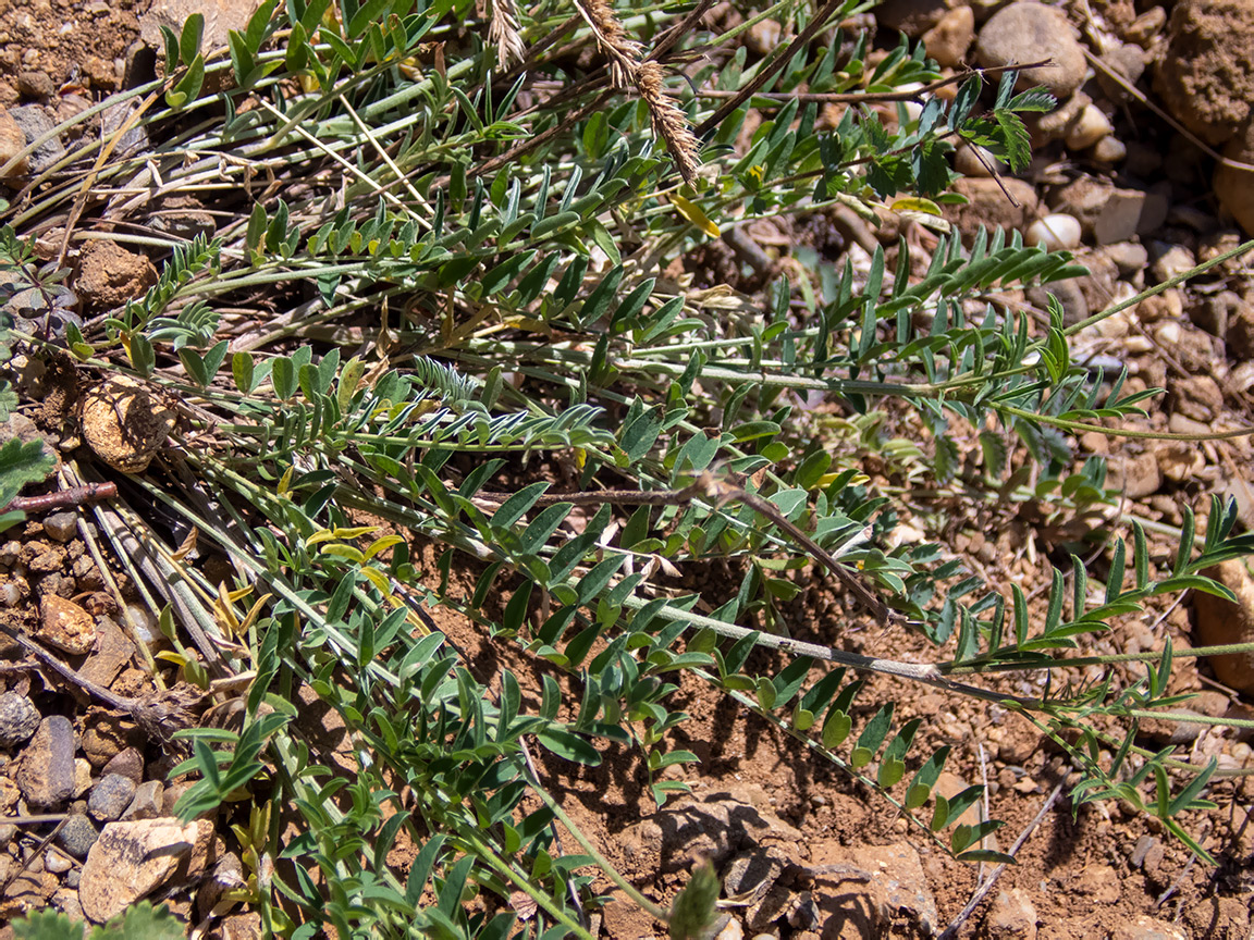 Image of Onobrychis jailae specimen.