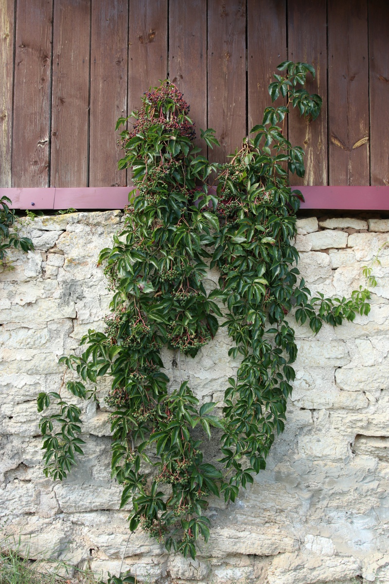 Изображение особи Parthenocissus inserta.