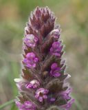 Ajuga orientalis