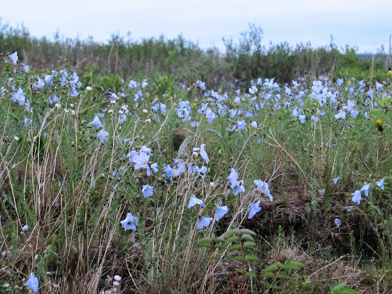 Image of Linum boreale specimen.