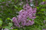Смотреть изображение Syringa × henryi
