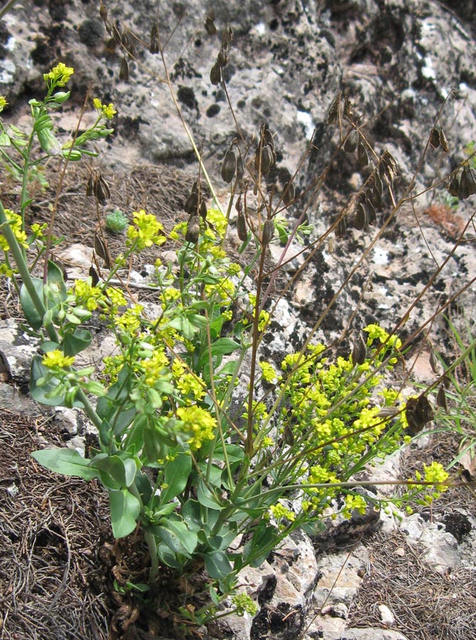 Image of Isatis littoralis specimen.