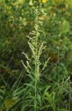 View full-size image Artemisia rubripes