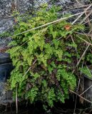 View full-size image Adiantum capillus-veneris