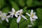 Смотреть изображение Clematis mandshurica