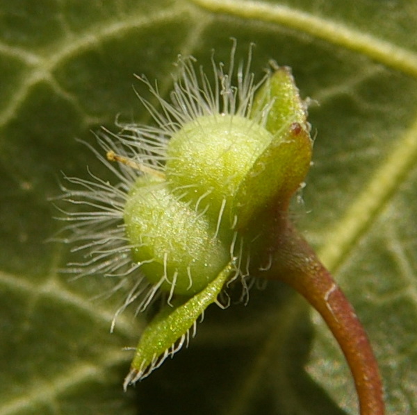 Image of Veronica cymbalaria specimen.