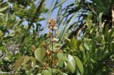 View full-size image Connarus paniculatus