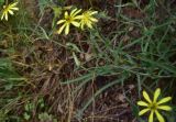 View full-size image genus Tragopogon