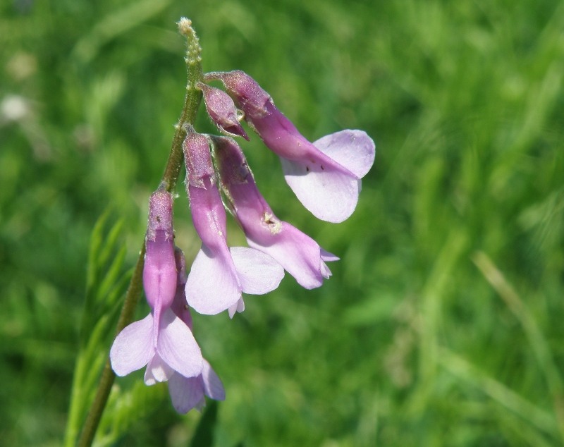 Image of Vicia tenuifolia specimen.