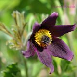 Pulsatilla × kissii. Цветок. Приморский край, Уссурийский гор. округ, окр. с. Монакино, поляна на небольшой сопке. 28.05.2011.