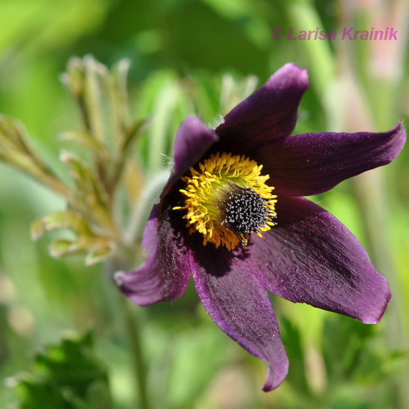 Image of Pulsatilla &times; kissii specimen.