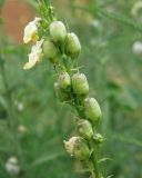 Linaria ruthenica. Часть соцветия с завязями. Краснодарский край, Кущёвский р-н, станица Шкуринская, хоз. двор. 26.06.2011.