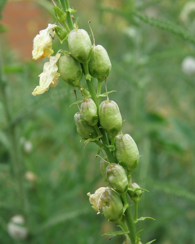 Image of Linaria ruthenica specimen.