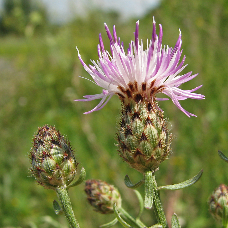 Image of Centaurea stoebe specimen.