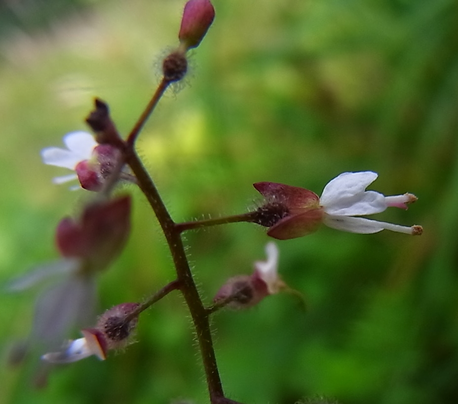 Изображение особи Circaea lutetiana.