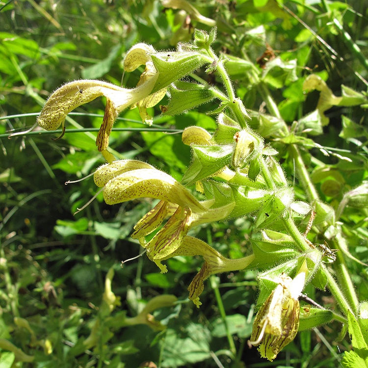 Image of Salvia glutinosa specimen.